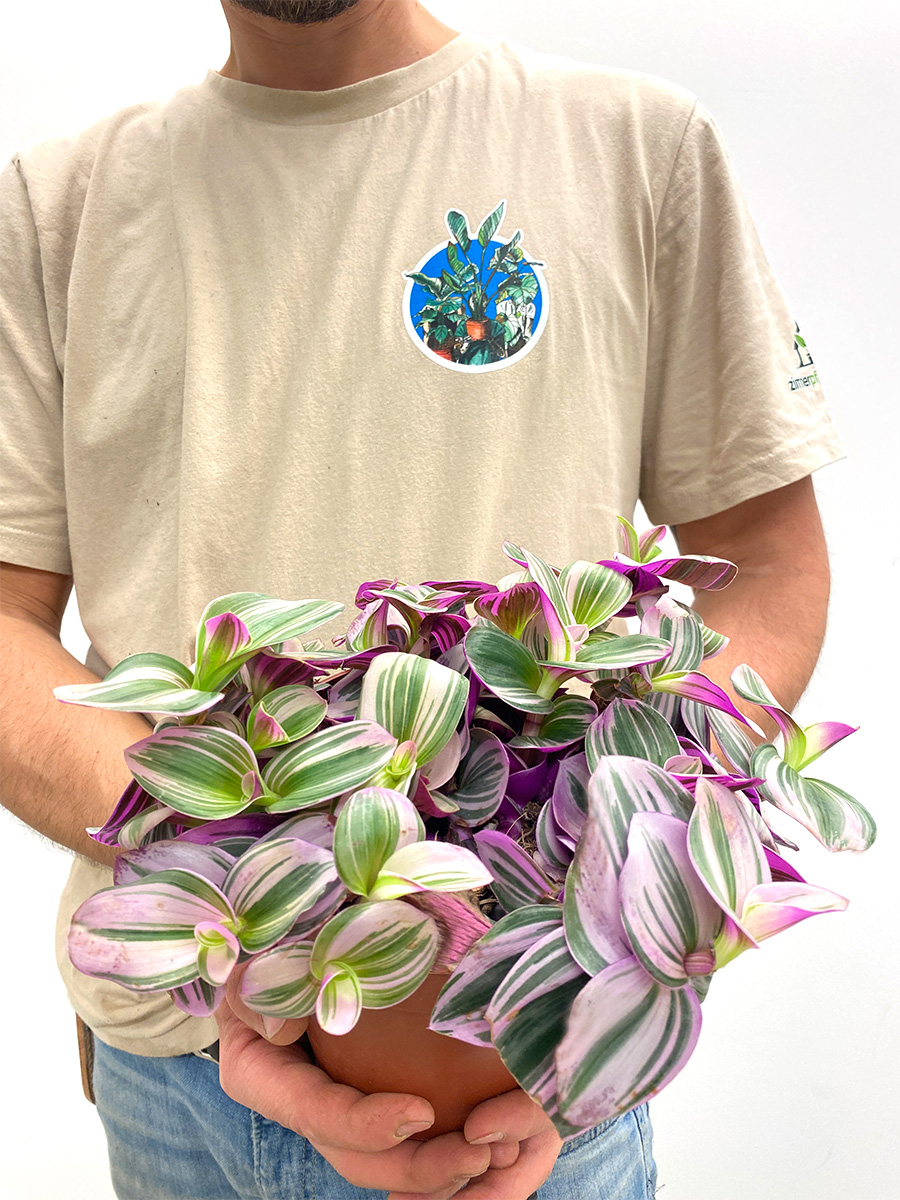 Tradescantia Nanouk