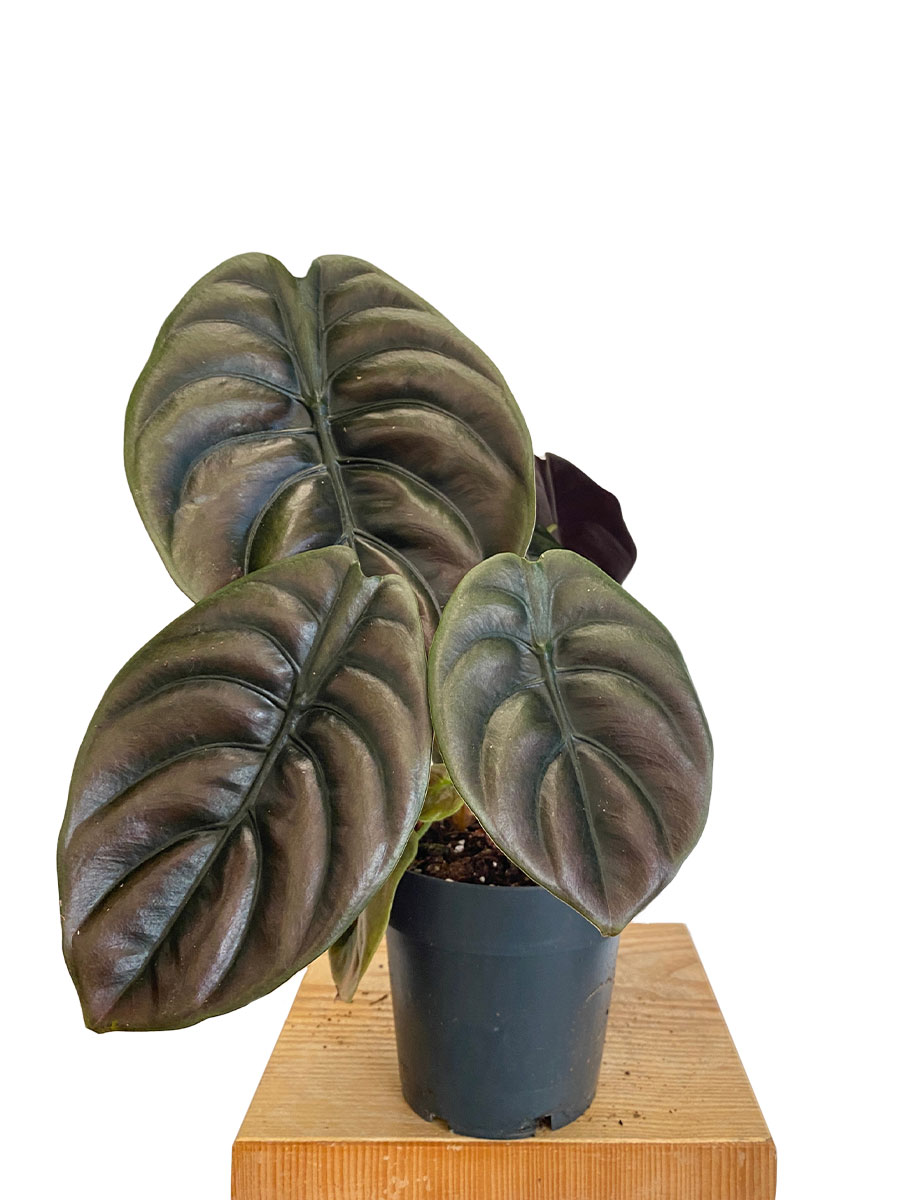 Alocasia Red Secret