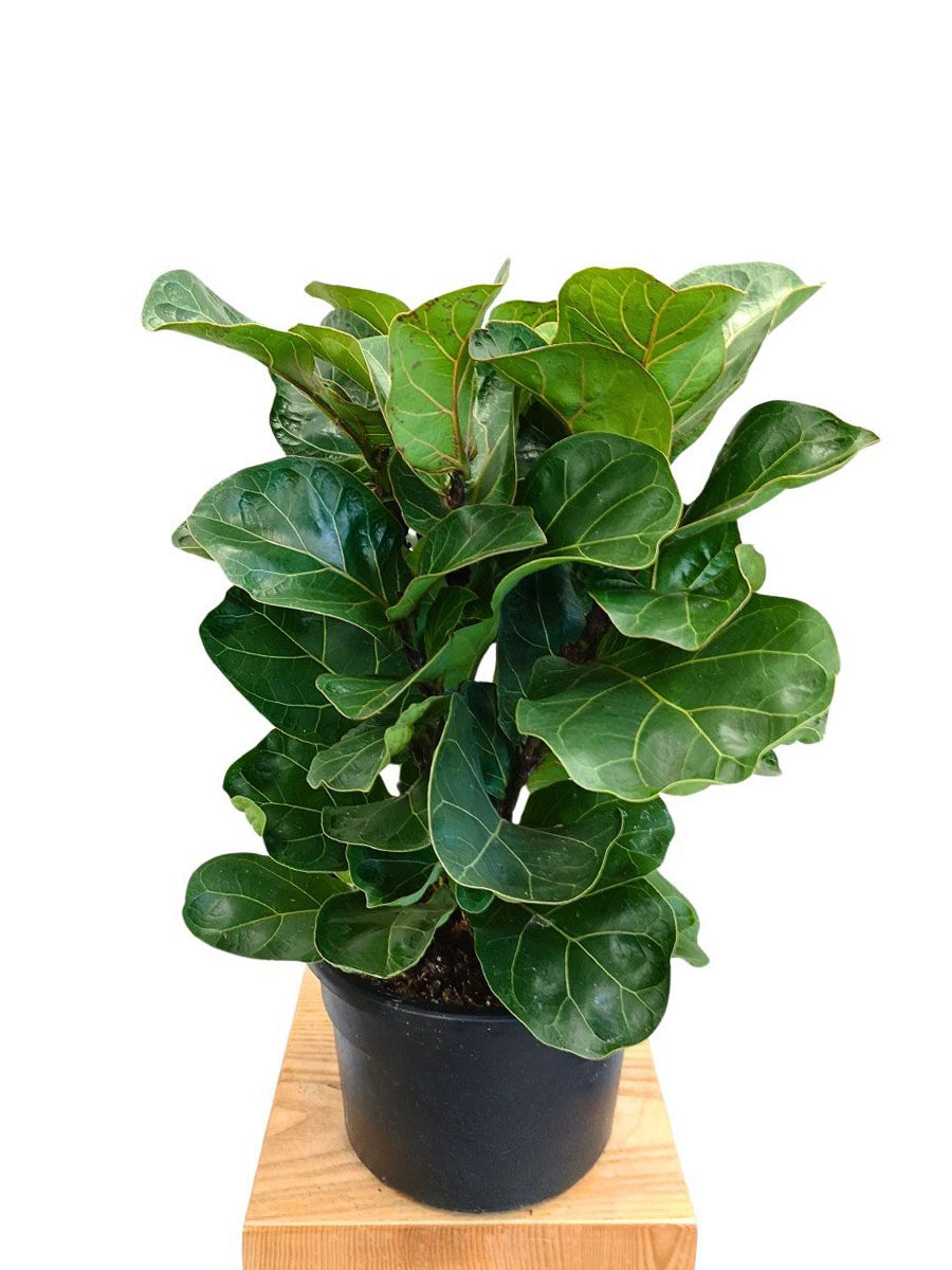 Geigenfeige Ficus lyrata Bambino