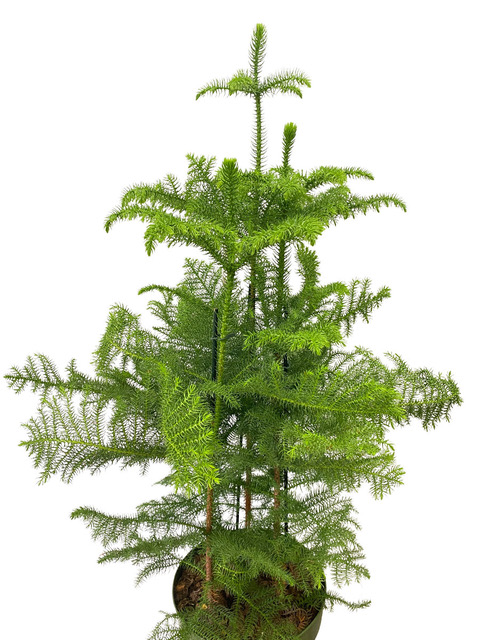 Araucaria Heterophylla 3er Tuff