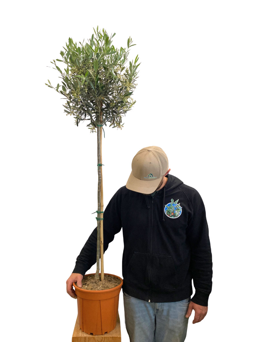 Olivenbaum Olea Europaea - Gross