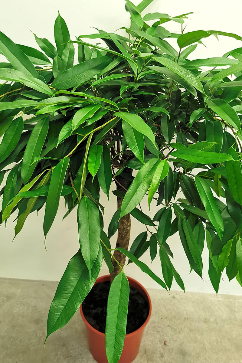 Ficus amstelking Zimmerpflanzen online kaufen