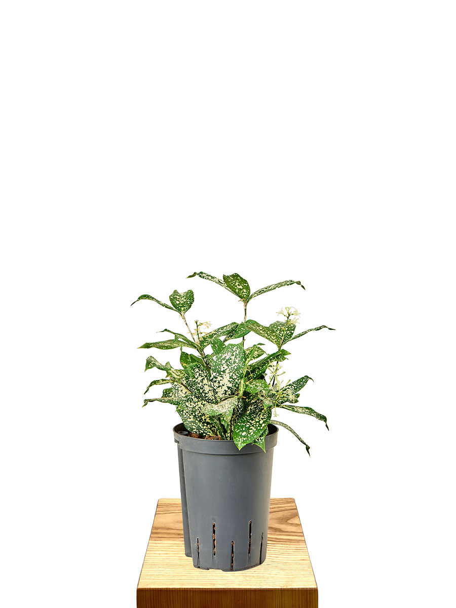 Hydro - Dracaena Florida Beauty