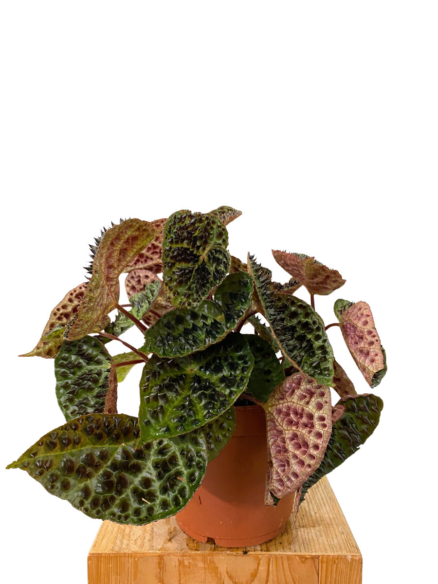 Begonia Rex Ferox - Gross