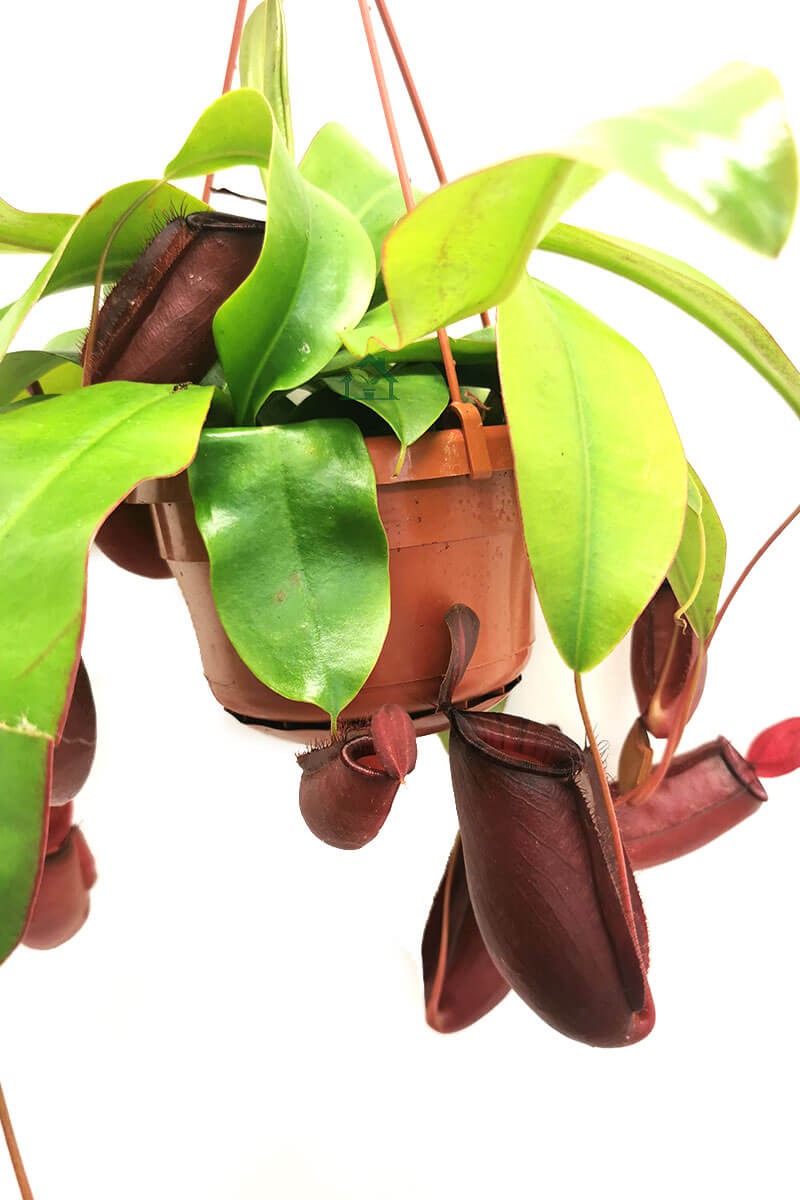 Nepenthes bloody mary Zimmerpflanzen online kaufen