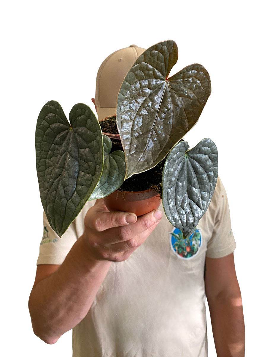Anthurium Luxurians