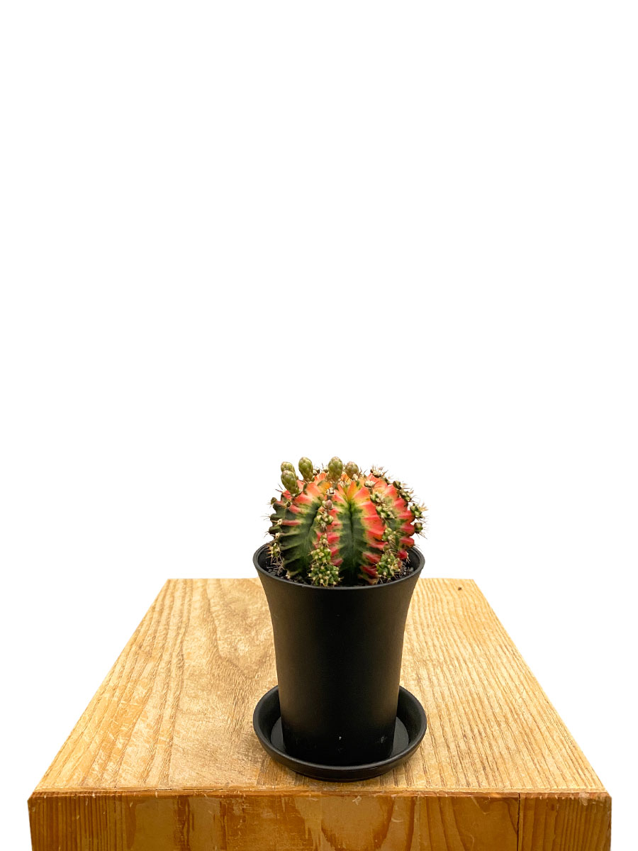 Gymnocalycium Mihanovichii Multicolor