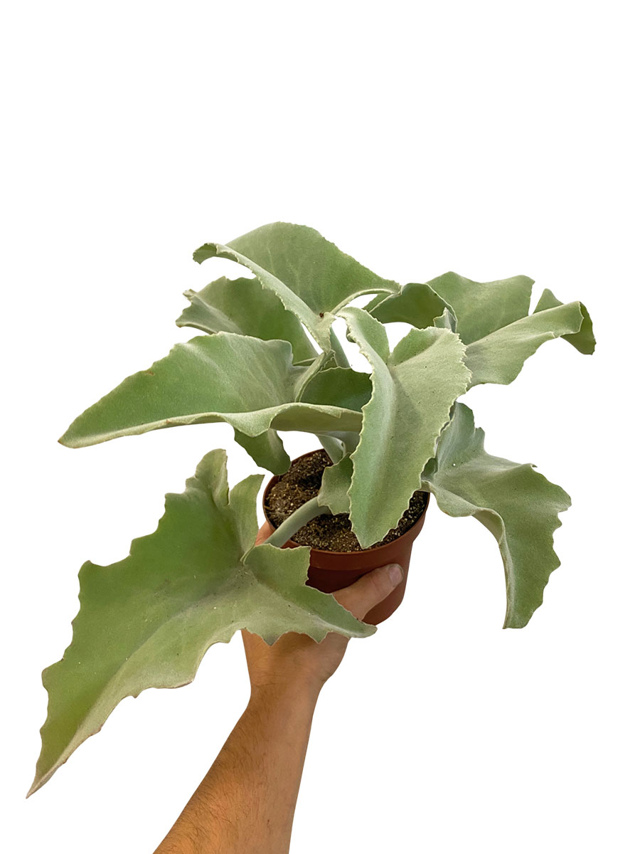 Kalanchoe Beharensis