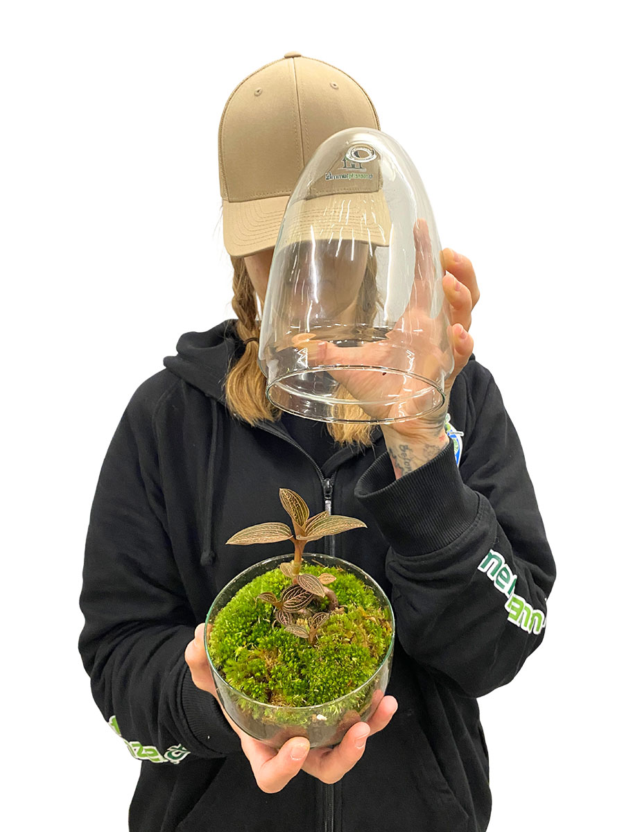 Juwelorchidee Ruby Premium Glas mit Haube Juwelorchidee Ruby Premium Glas mit Haube