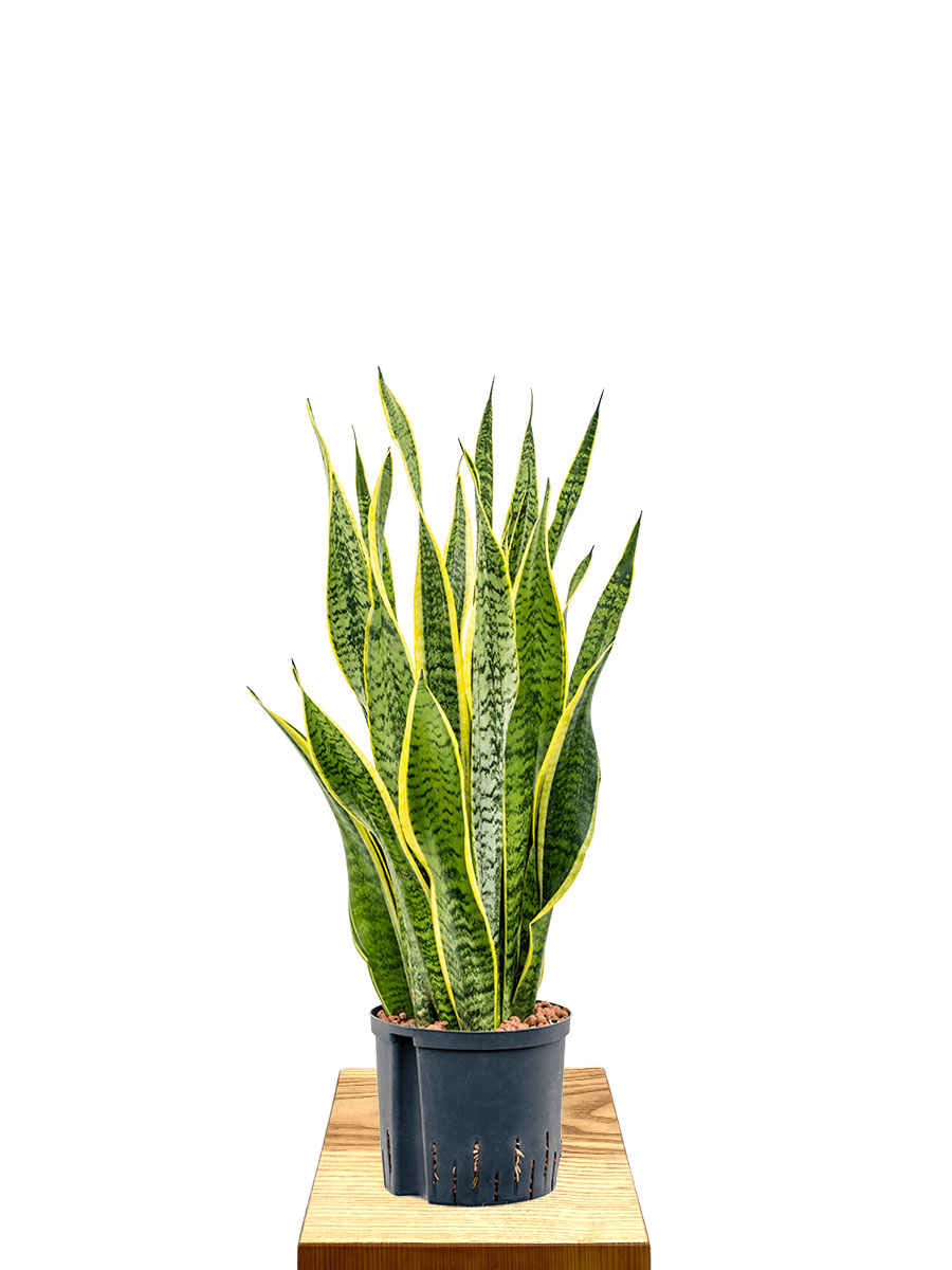 Hydro - Bogenhanf Sansevieria Laurentii
