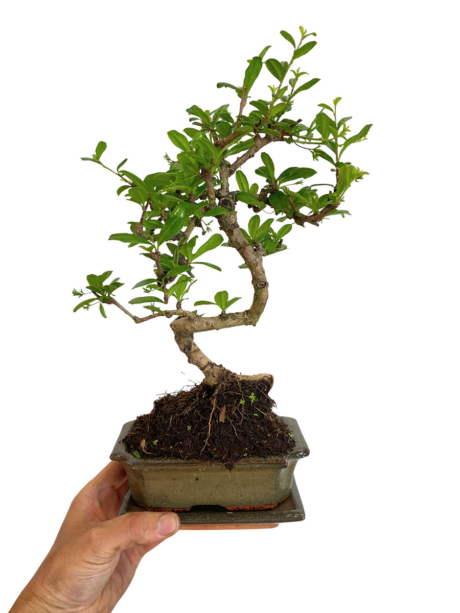 Bonsai Carmona Microphylla - Klein