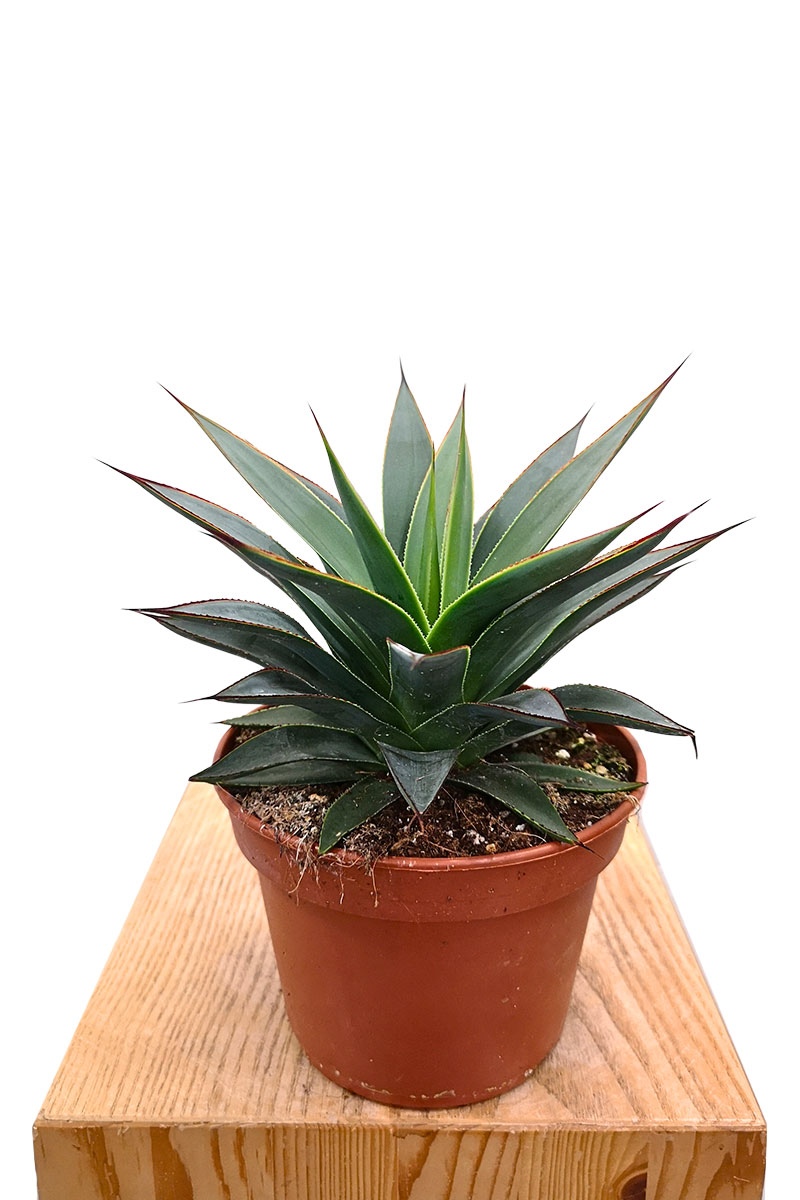 Agave Shaka Koko