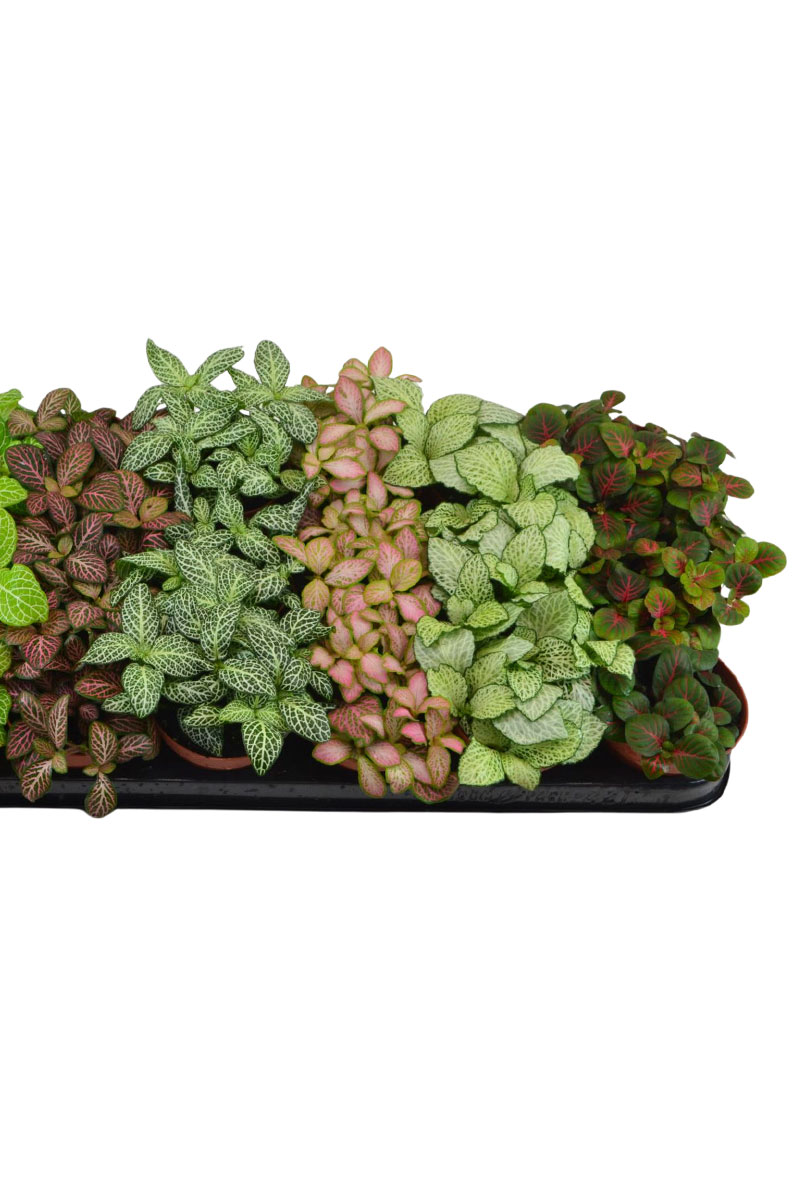 Mosaikpflanze Fittonia 7 Farben Mix - 21 Stk. Mosaikpflanze Fittonia 7 Farben Mix - 21 Stk.