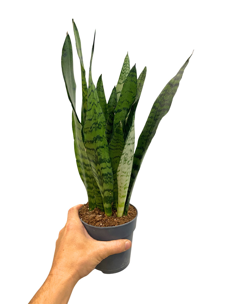 Bogenhanf Sansevieria Zeylanica - Ø12 cm