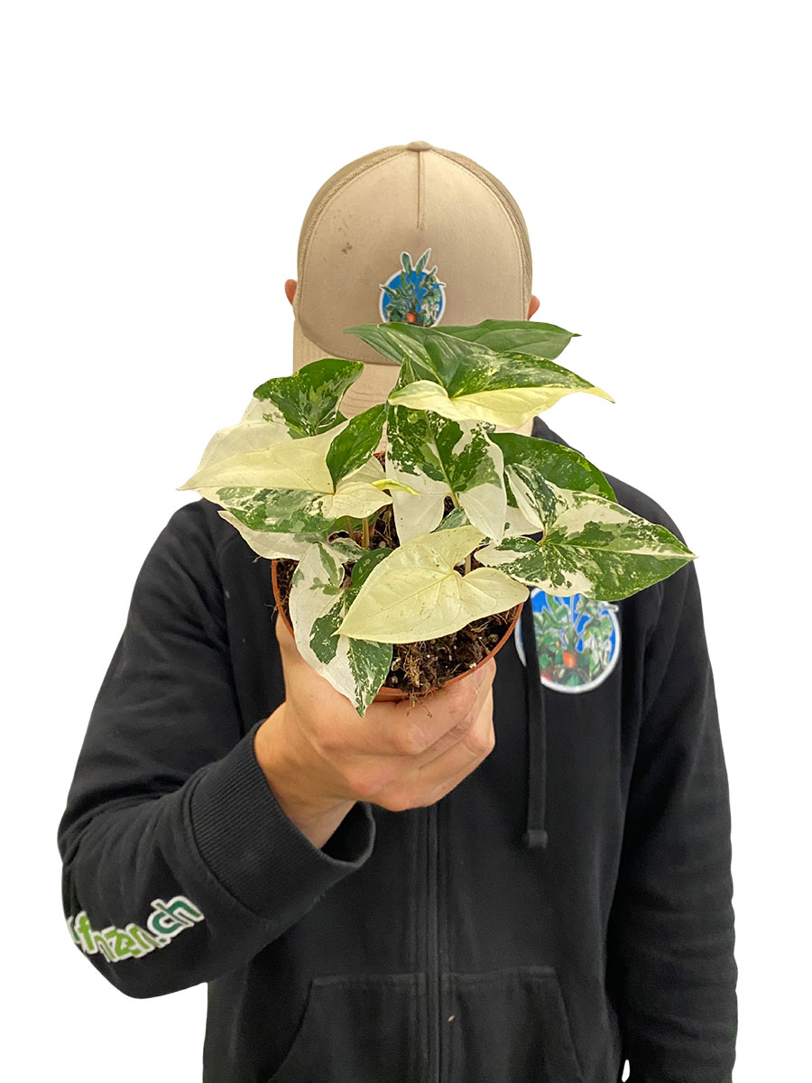 Syngonium Albo Variegata