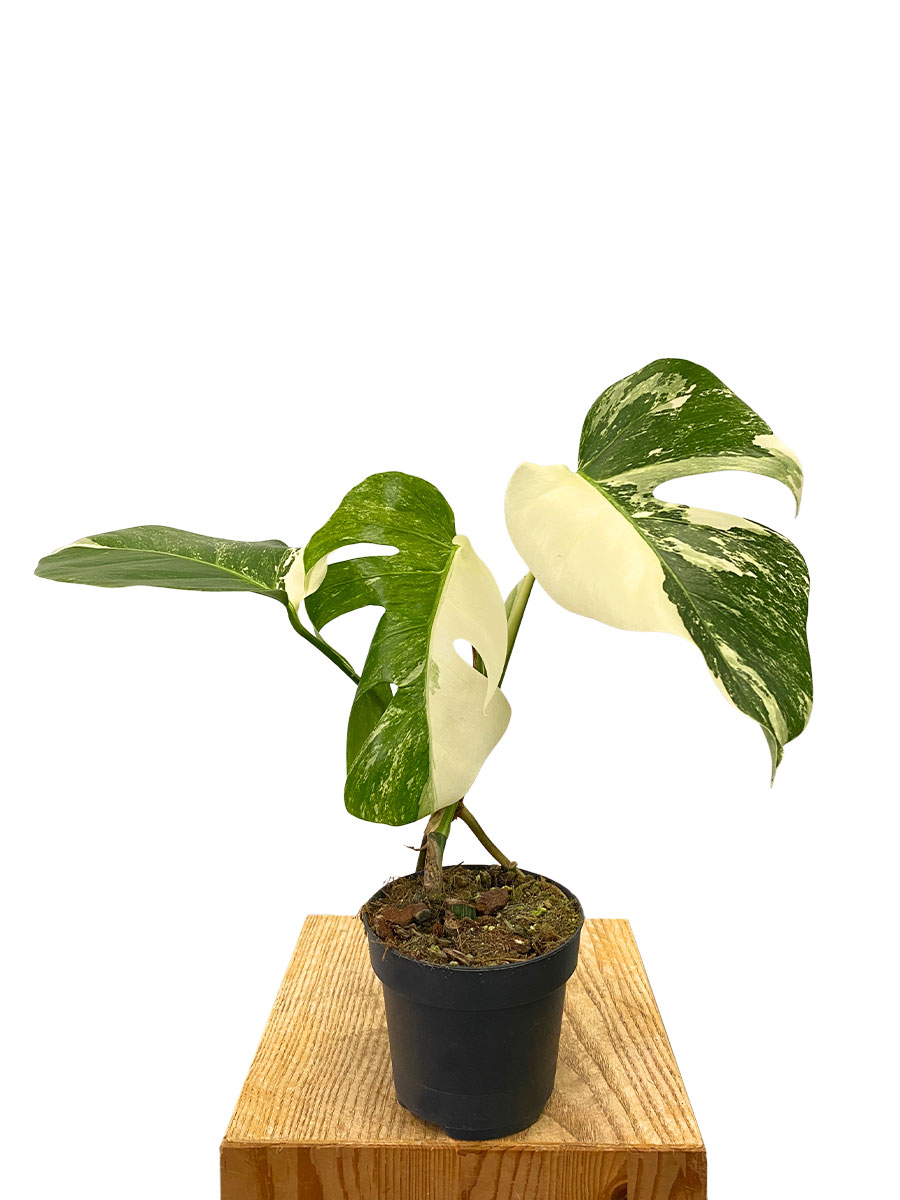 Monstera Variegata Half Moon