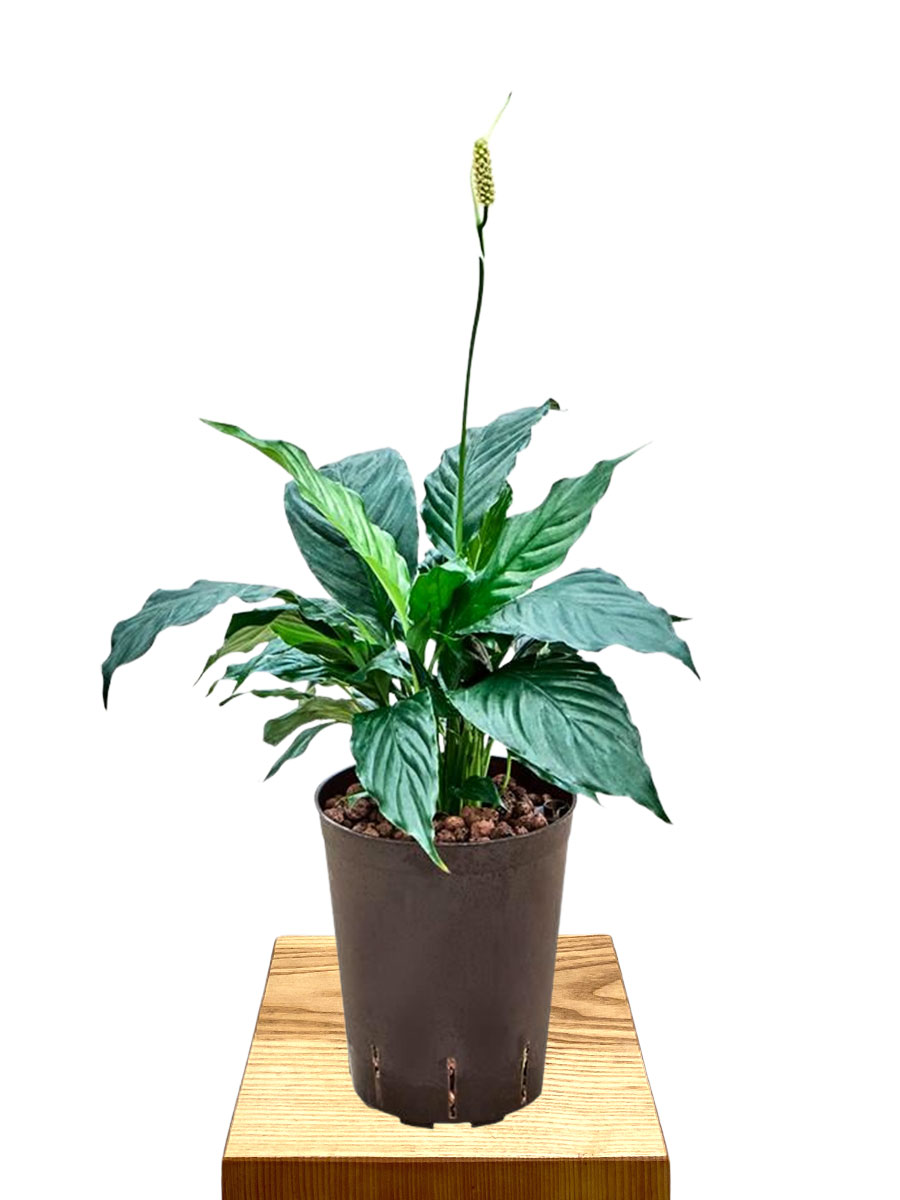 Hydro - Spathiphyllum Hybriden