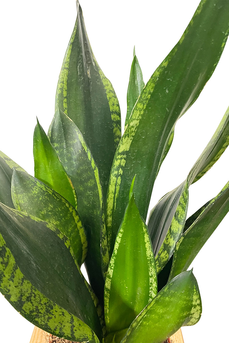 Sansevieria Silver Flame