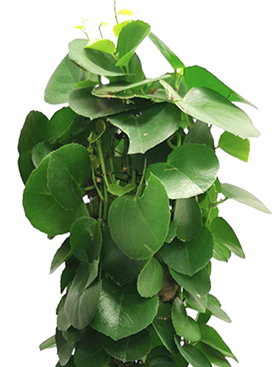 Wachswein Cissus rotundifolia XL
