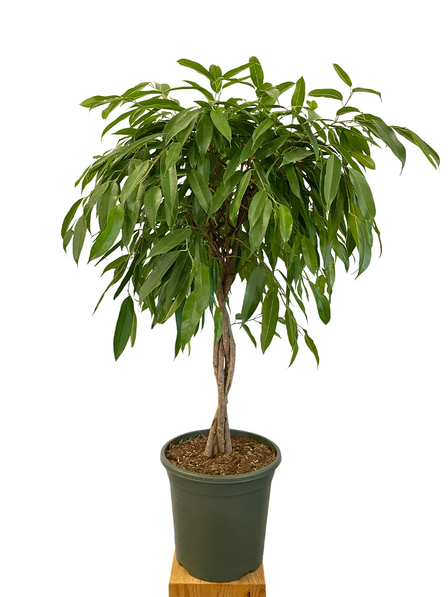 Ficus Amstel King Stamm Geflochten