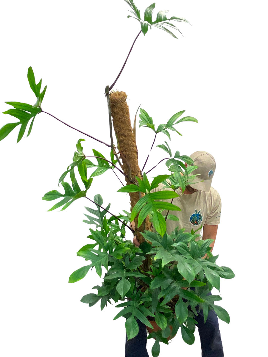 Philodendron Pedatum Moosstab 140-150cm