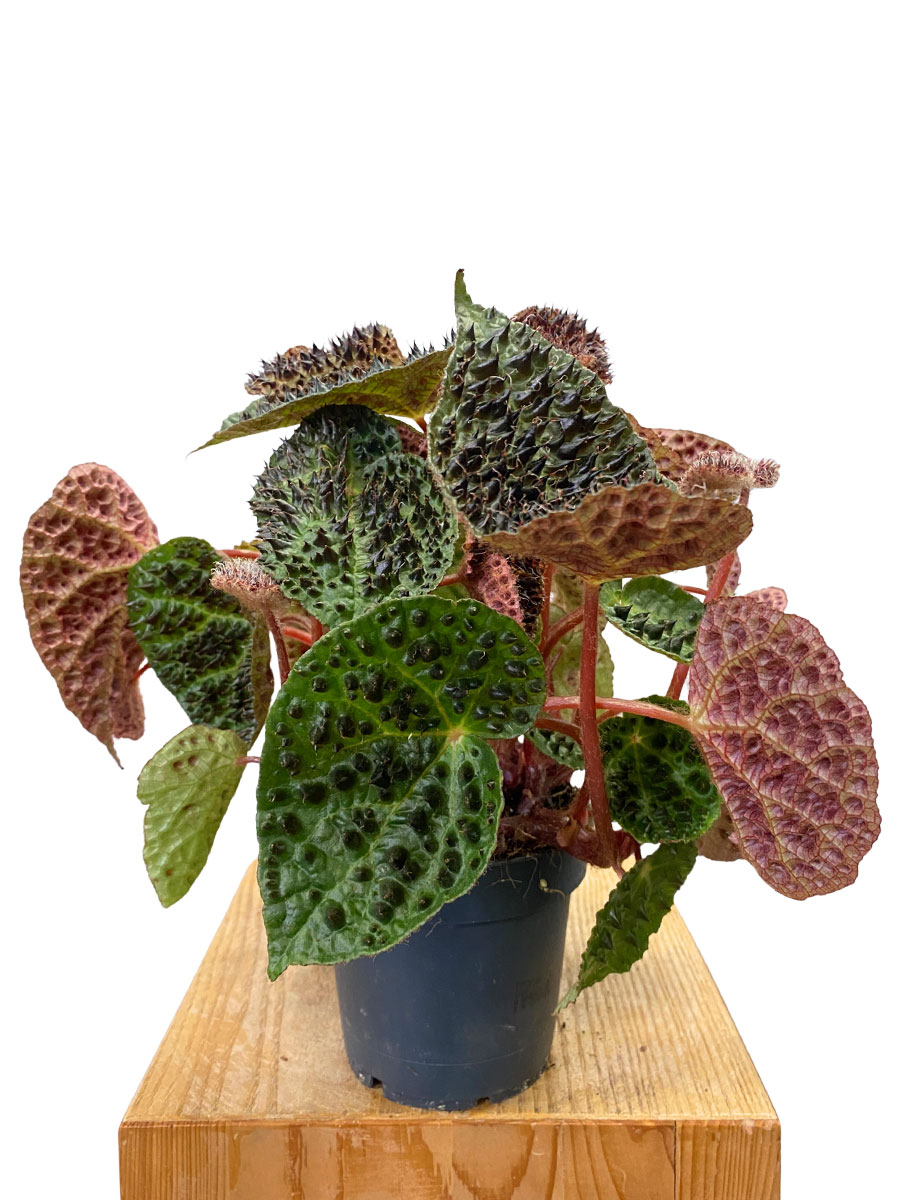 Begonia Rex Ferox