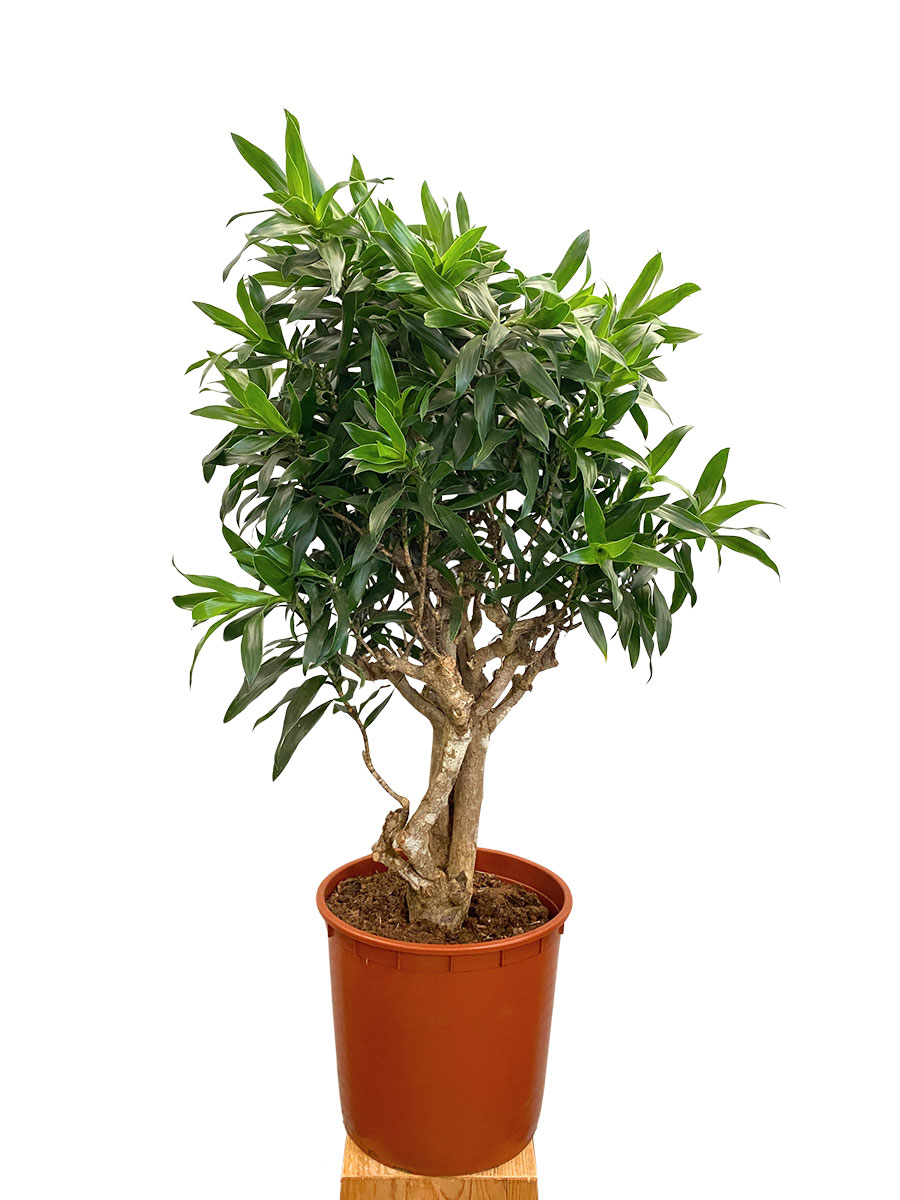 Dracaena Reflexa - Ø150 cm