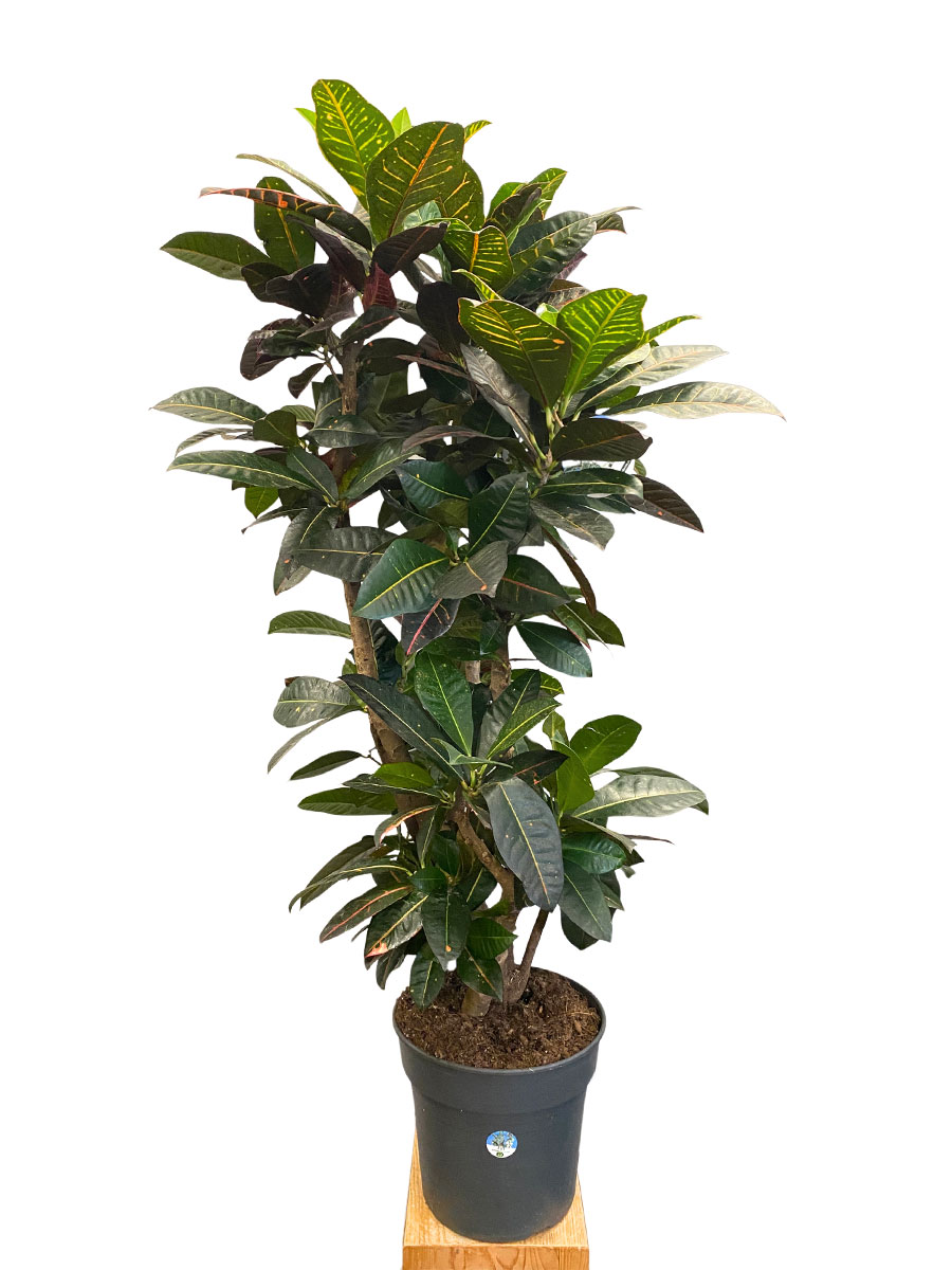 Wunderstrauch Codiaeum Petra Verzweigt - Gross