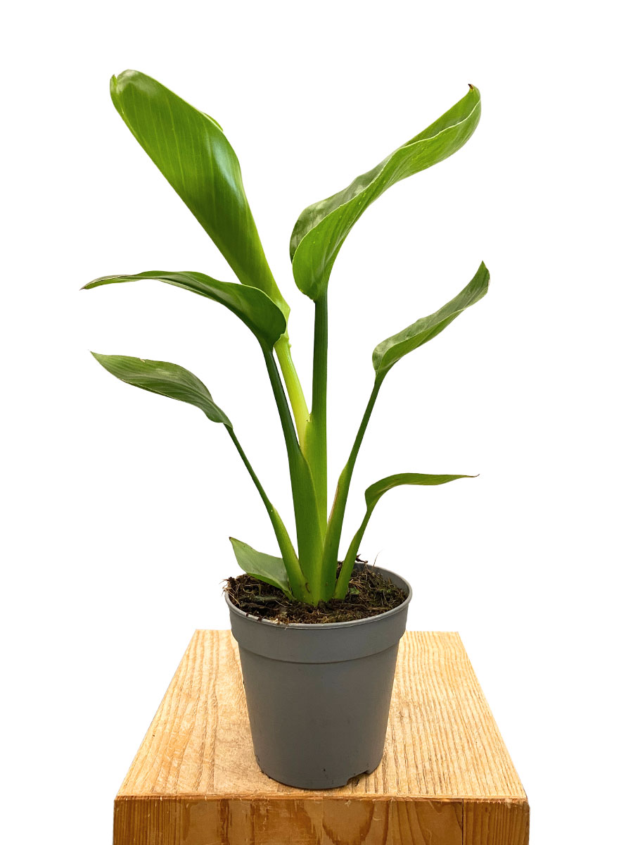 Strelitzia Nicolai - Ø13 cm