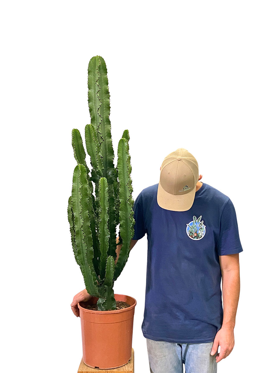 Euphorbia Ingens - Ø26 cm
