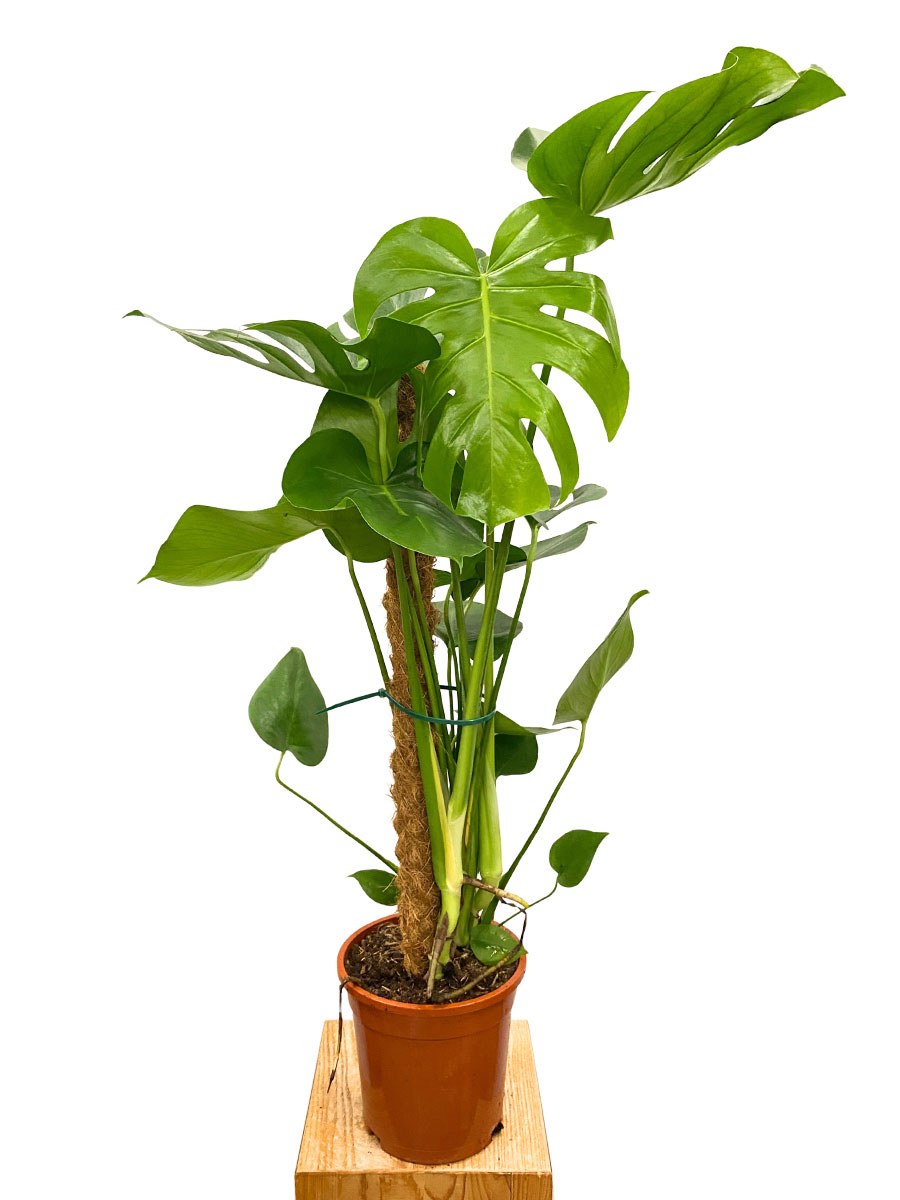 Monstera Deliciosa Moosstab
