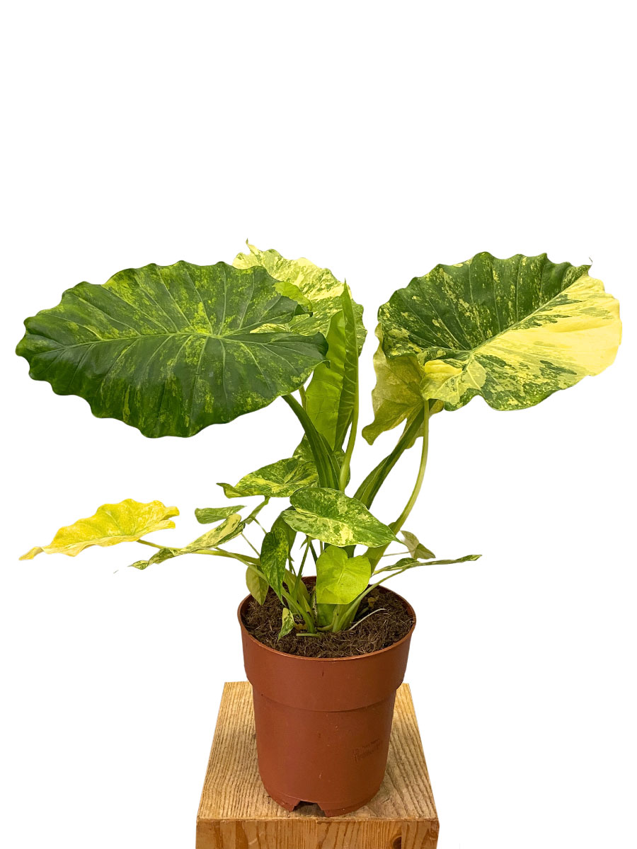 Alocasia Odora Variegata Yellow