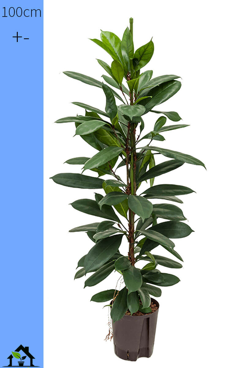 Ficus Cyathistipula Hydro 115cm 18/19