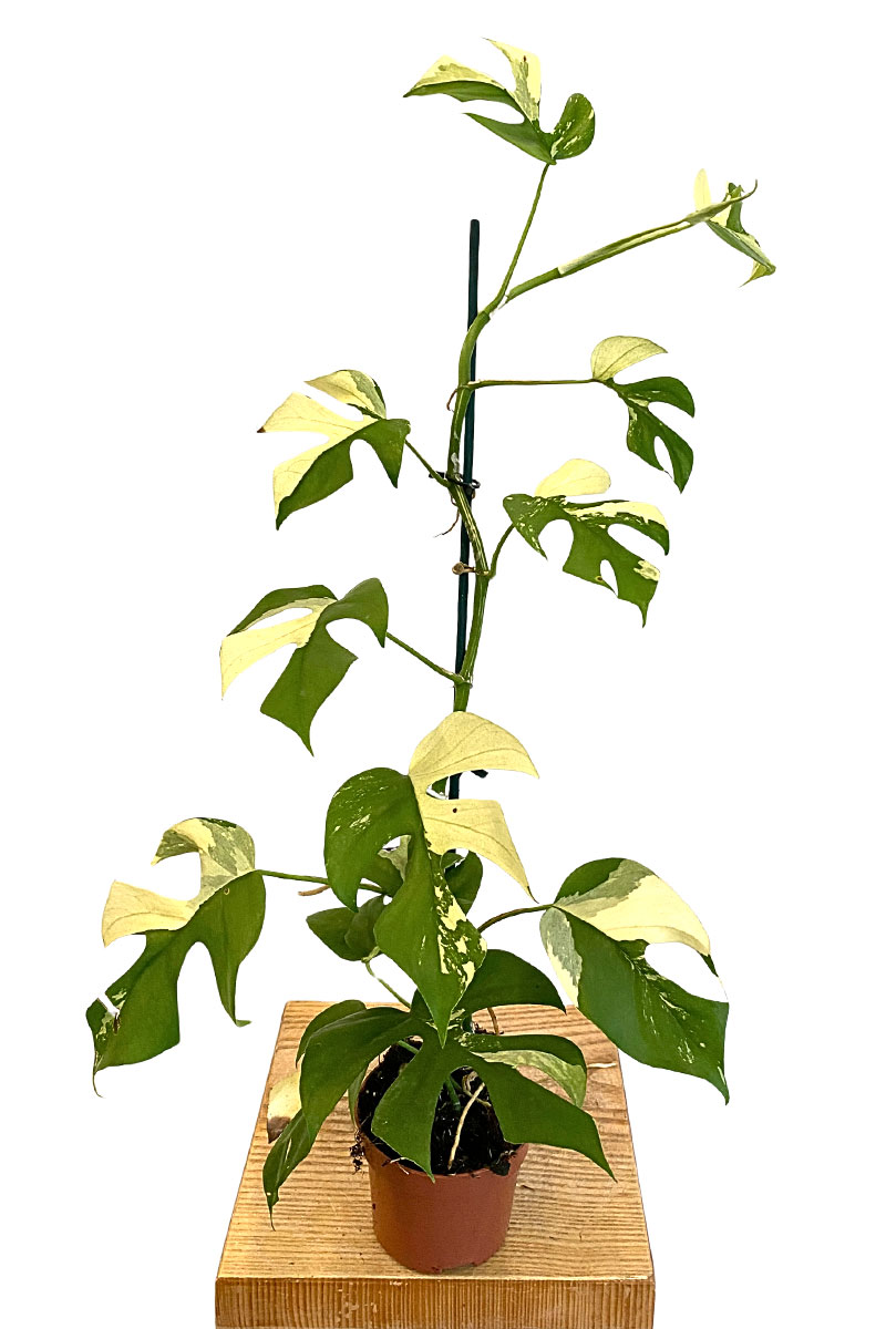 Rhaphidophora Tetrasperma Variegata