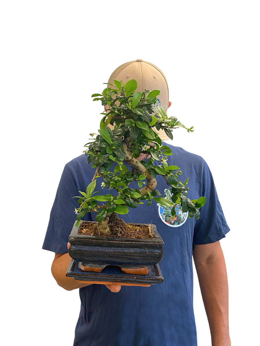 Bonsai Carmona Microphylla