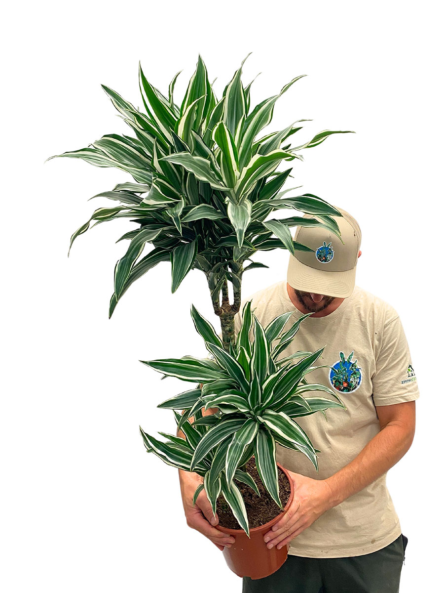 Dracaena White Jewel