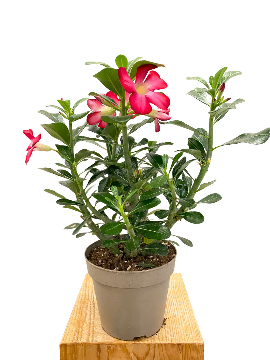 Wüstenrose Adenium Obesum Anouk