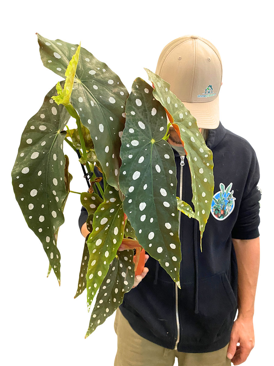 Begonia Maculata Wightii 