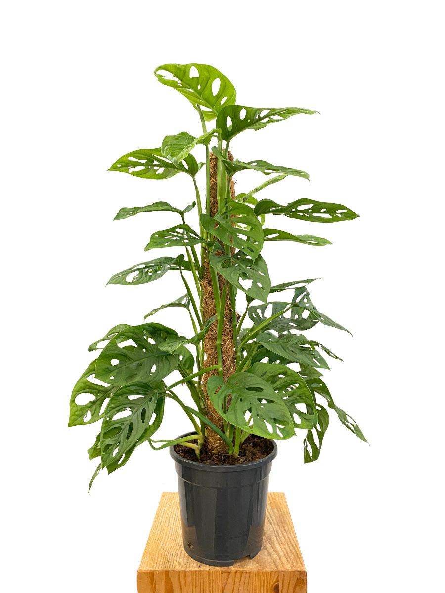 Monstera Monkey Leaf Moosstab