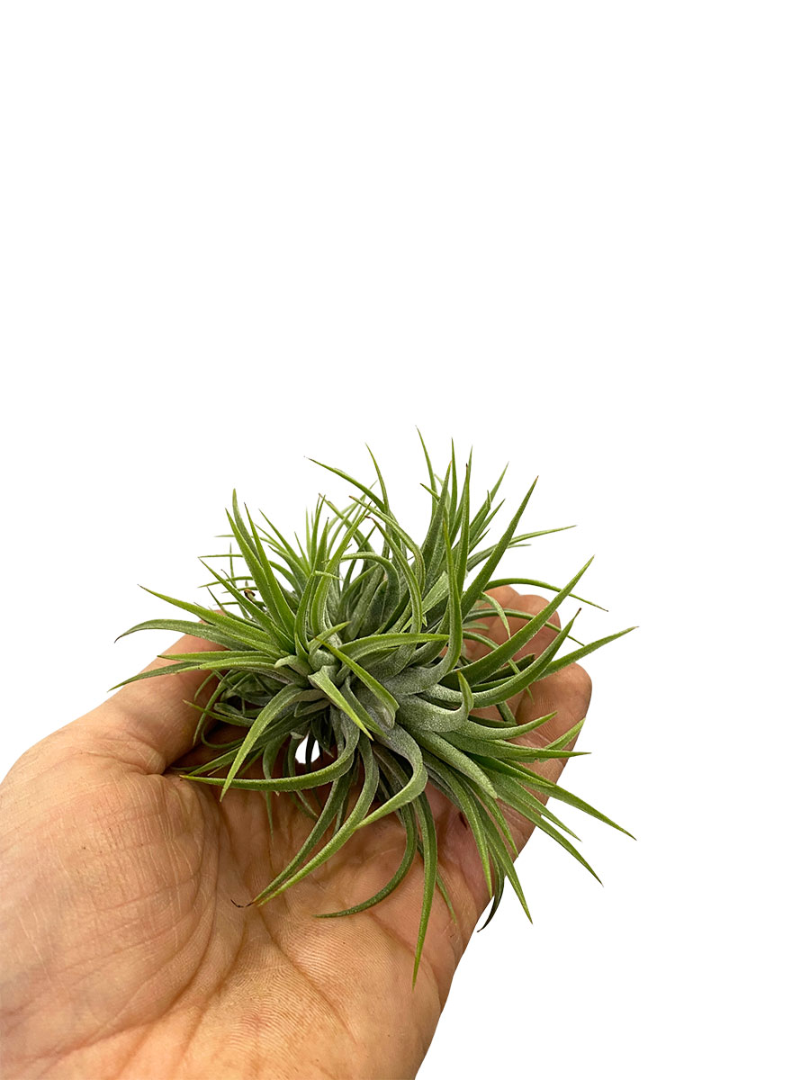 Tillandsia Ionantha Clumb