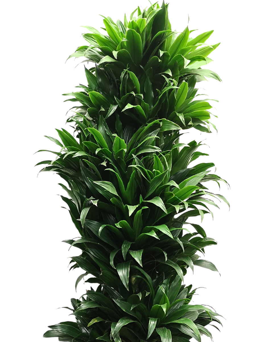 Dracaena Compacta