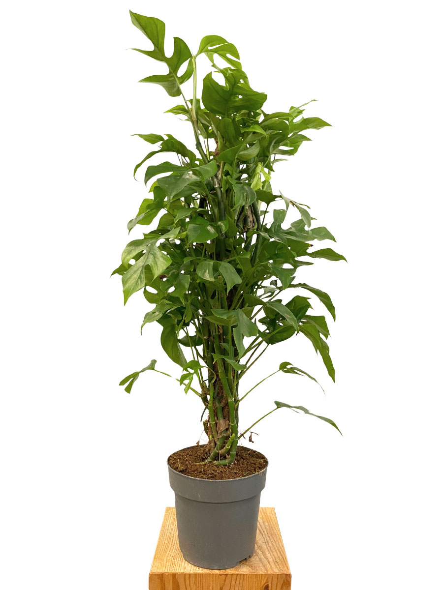 Monstera Minima Moosstab