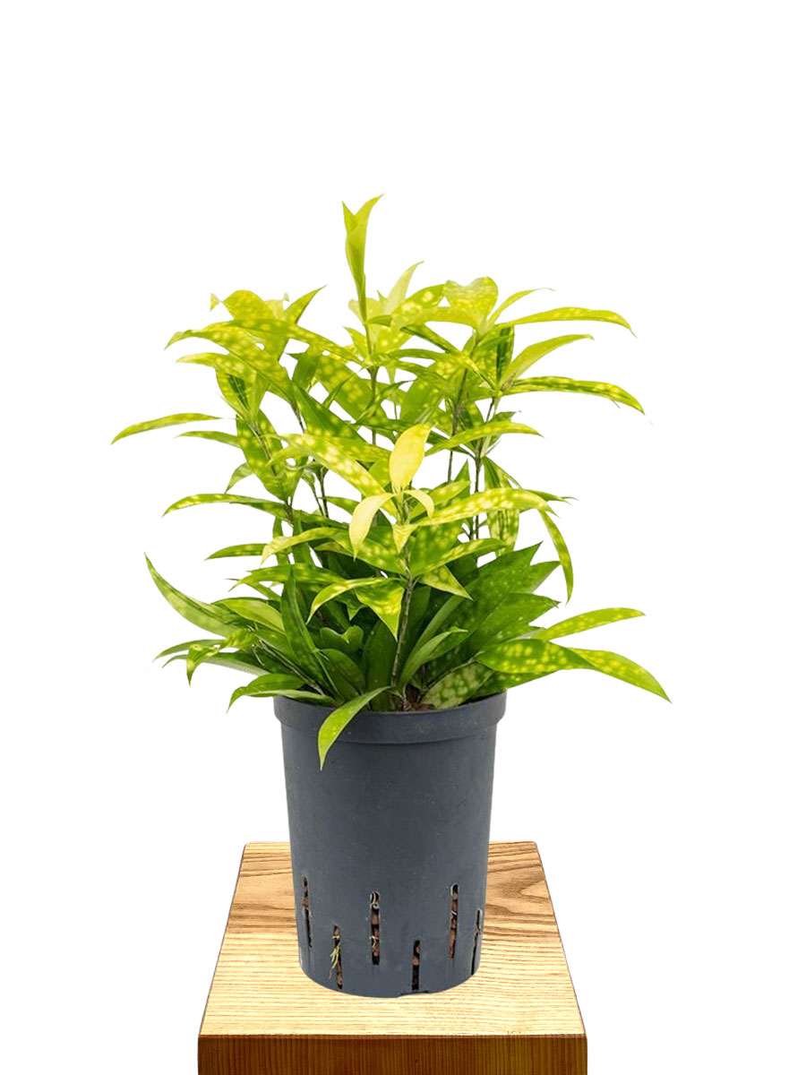 Hydro - Dracaena Surculosa Mike