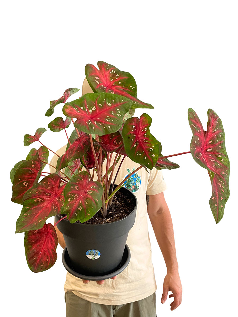 Caladium Fast Flash - Gross