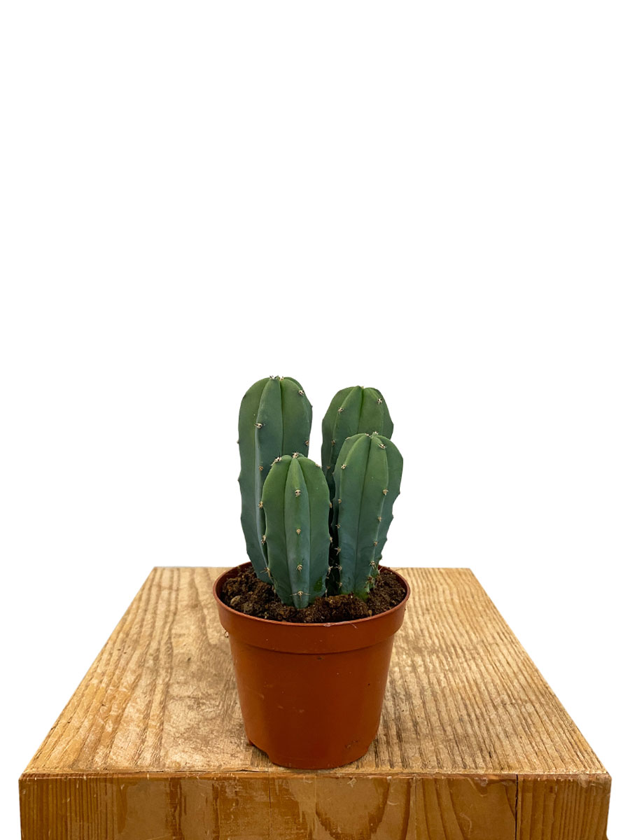 Myrtillocactus Geometrizans - Ø8.5 cm