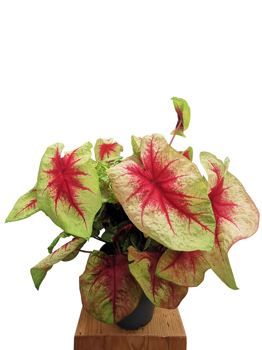 Caladium bicolor Mix Caladium bicolor Mix