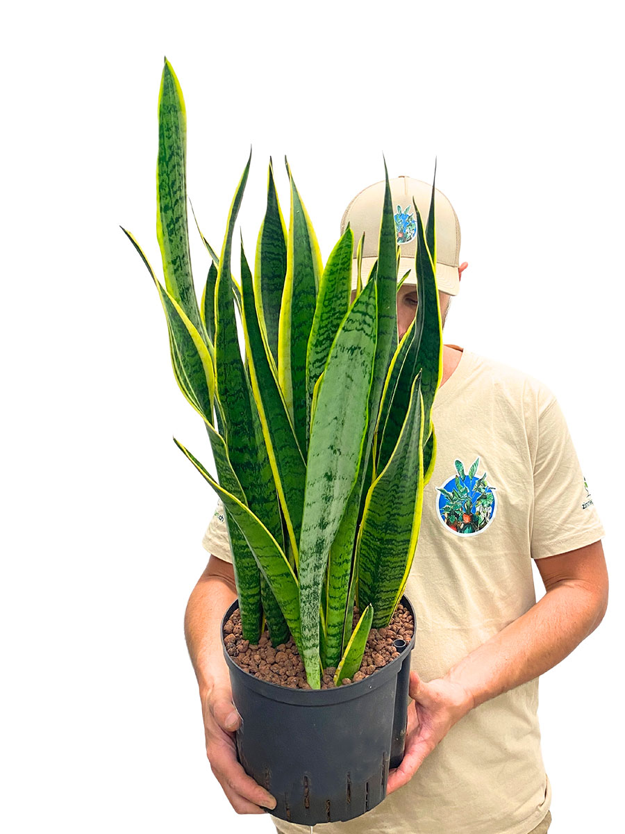 Hydro - Bogenhanf Sansevieria Laurentii