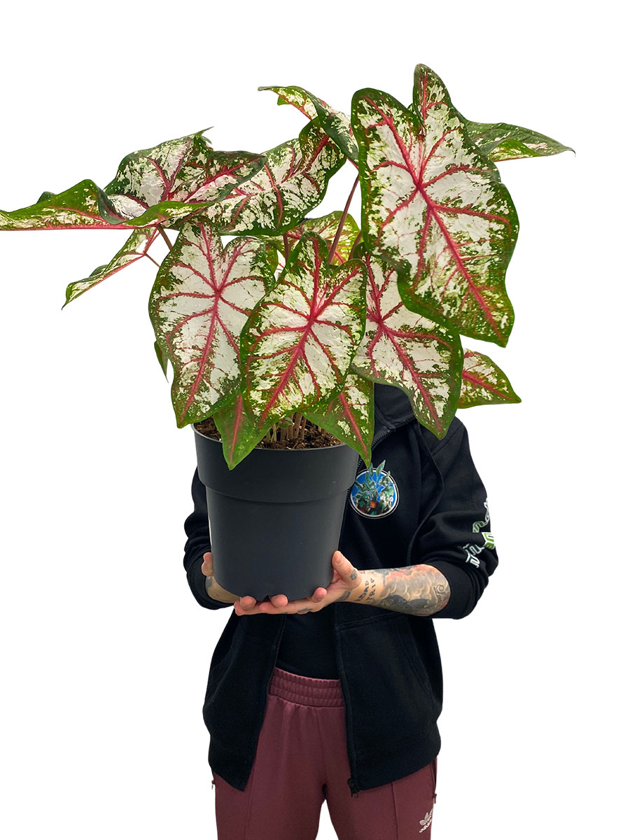 Caladium Tapestry XL