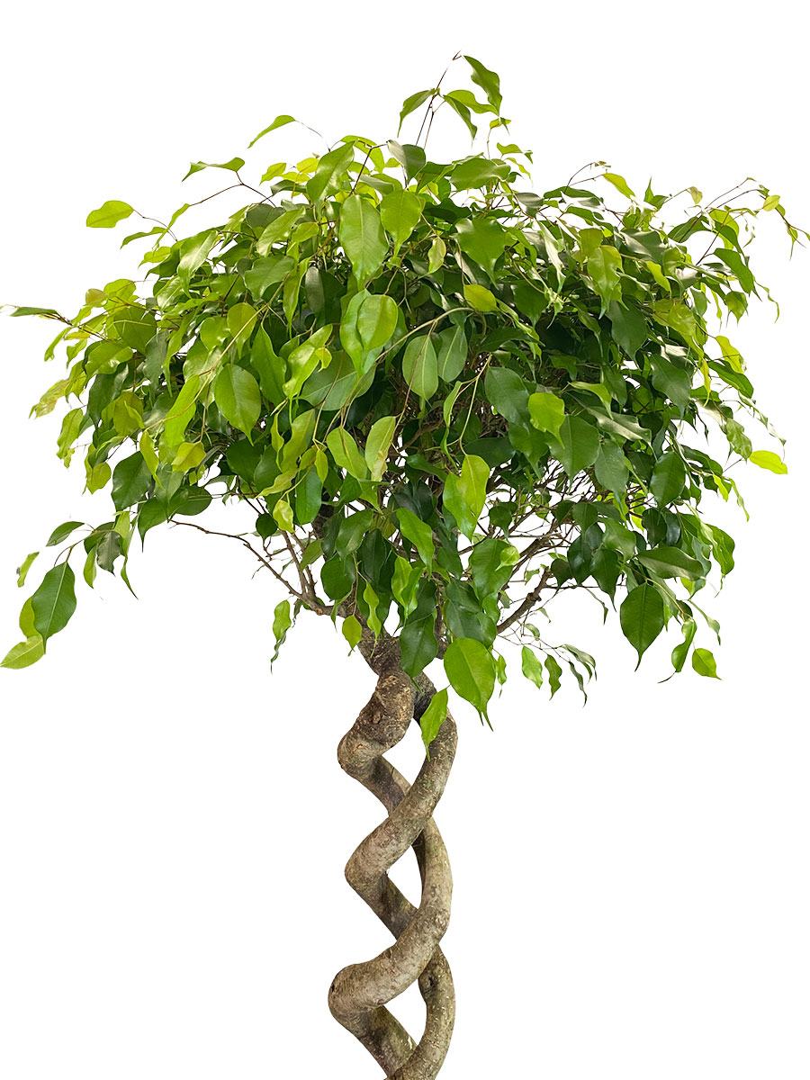 Ficus Exotica Doppelspirale - Gross