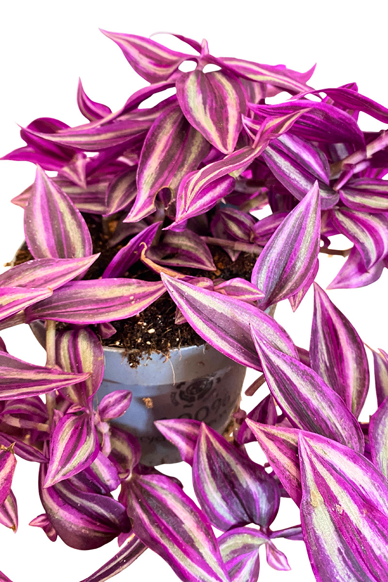 Tradescantia Zebrina Rosa Paradise